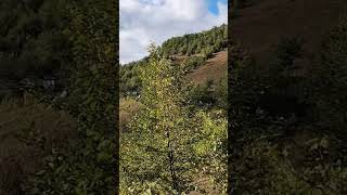 Akkuş Seferli Akşam Üstü