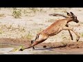 Baby Crocodile vs Baby Impala