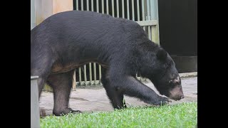 Bears Go Outside For First Time After 20 Years In Cages | Animals Asia