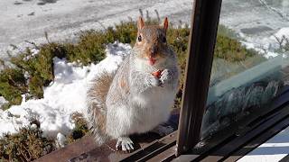 Best food for squirrels