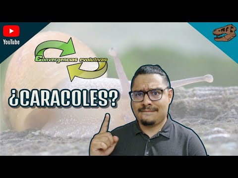 Convergencias evolutivas ¿Caracoles?