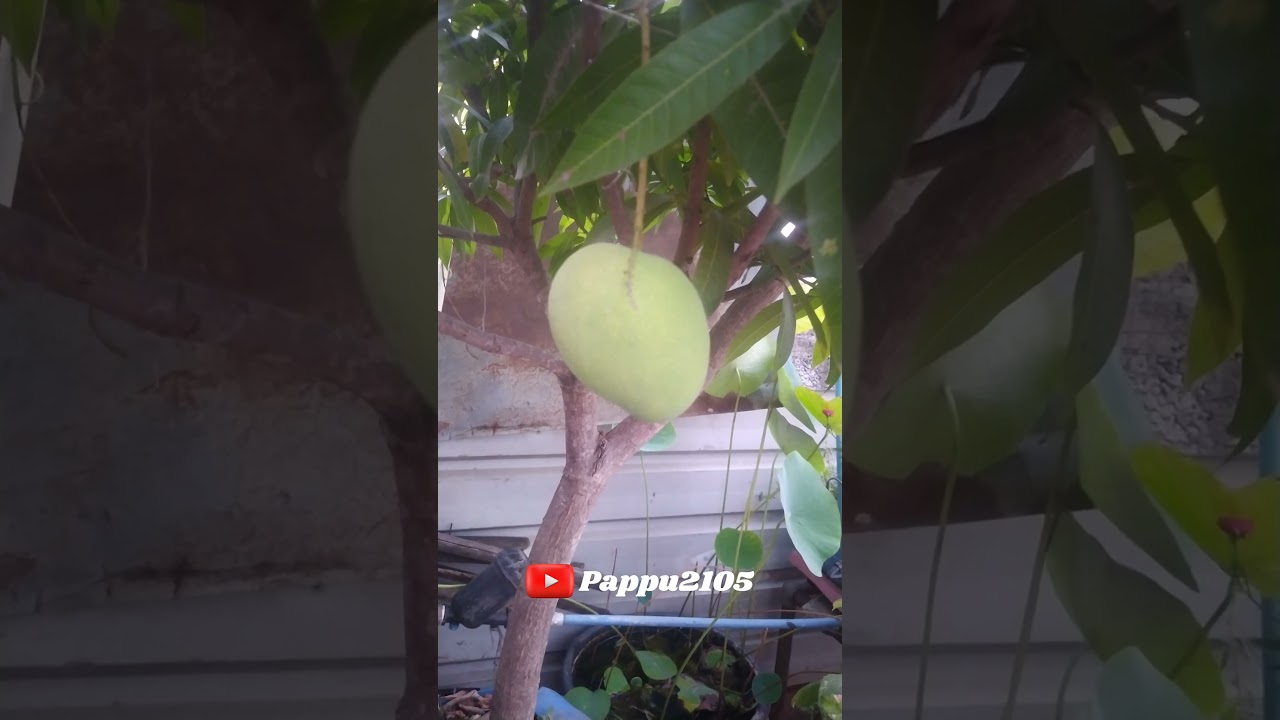 எங்க மாடி தோட்டம் மாமரம் செம்பருத்தி பாருங்க