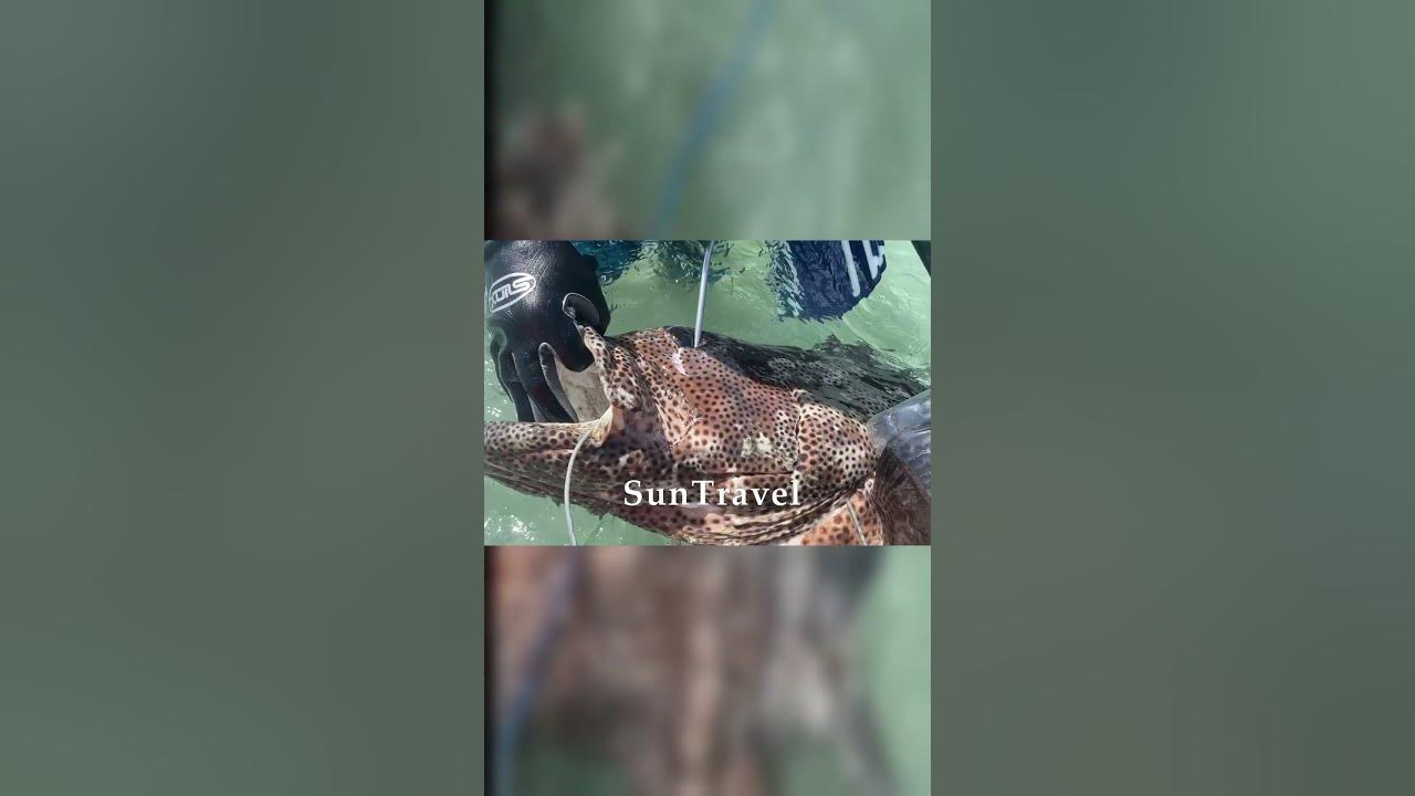 Гепард подводный охотник