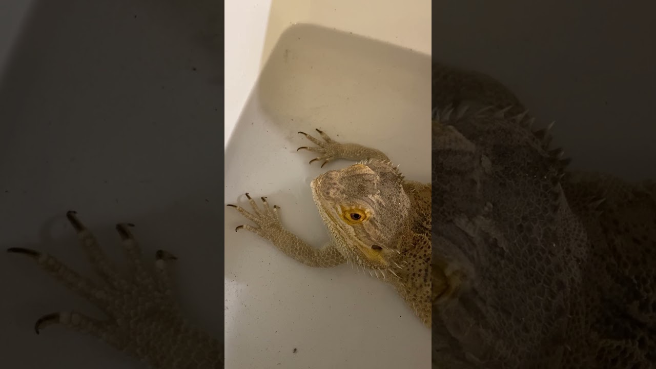 Getting your Bearded Dragon to Poop!!