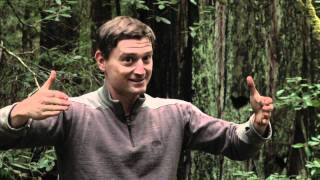 Ancient Redwoods' Message About Climate Change