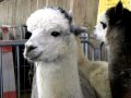鳴くアルパカ　Alpaca 20100418