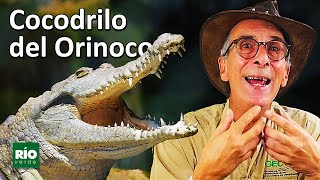 El Cocodrilo del Orinoco - Cocodrilos del mundo - Río Verde