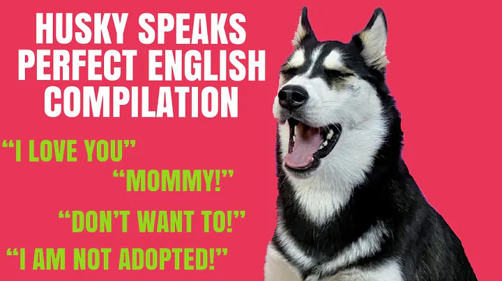 HUSKY SPEAK PERFECT ENGLISH COMPILATION!