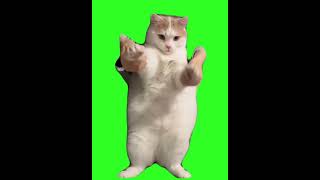 Cat dancing #cat #shortsvideo #greenscreen #greenscreenvideo #catdancememe #catdancing