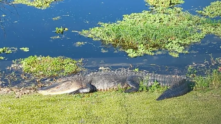 Filming Thru Chain Link Fence Unbelievable Alligator with Muscular Tail & Appears to be Smiling!