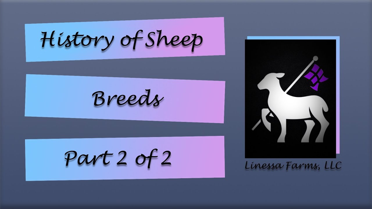 История пород овец: Часть 2 из 2