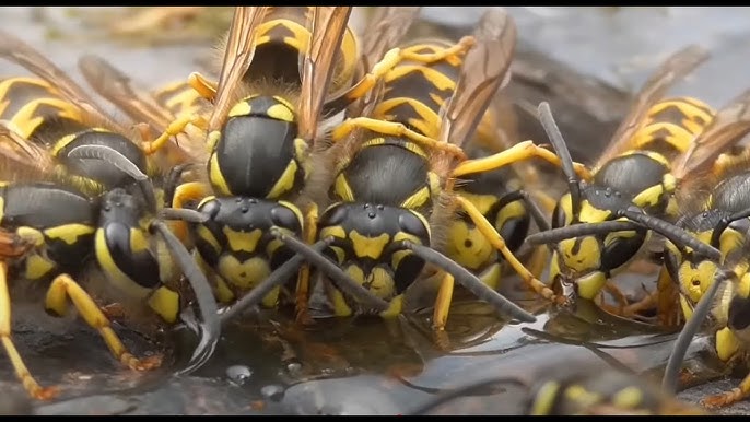 порно майлы шашты Порно секс видео