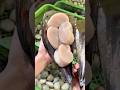 三河湾で獲れる20cm以上の特大天然平貝🐚【愛知 岬だより】