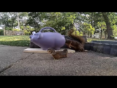 Purple Pig rear end part 2 - YouTube