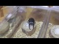 【もっと熱くなれよ！】クワガタバトル MUSHI ONE CLIMAX 2016 『虫１クライマックス 2016』【黒光りドルクス祭り】【甲虫バトル動画】 【クワガタバトル】