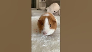 Thumbnail of GUINEA PIG FOOD REACTION