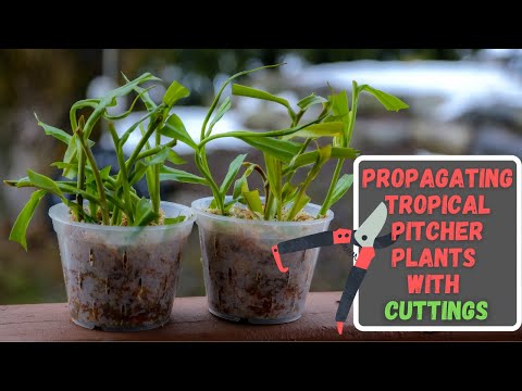 Video: Pitcher Plants Propagating - Pitcher Plant Seeds And Cuttings