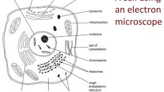 Human Biology, Cells and organelles