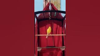 BURUNG [ 198 ] MASTERAN SUARA BURUNG KENARI GACOR DOR DURASI PANJANG CENGKOK MEWAH