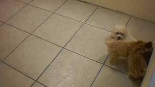 Welcome to Puppy Plus