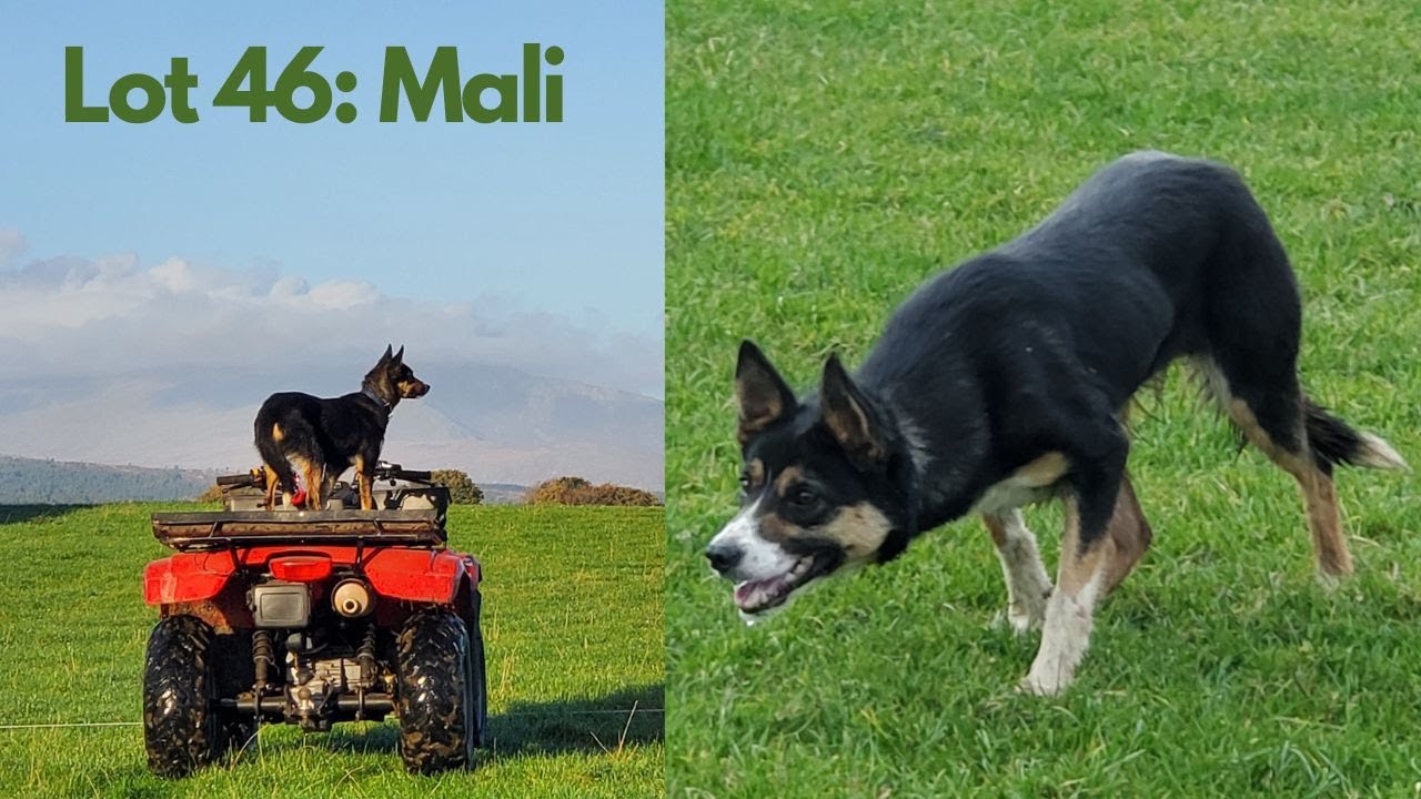 Lot 46: Mali – 13.11.24 - Farmers Marts Dolgellau Online Sheepdog Auction