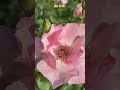 モーツアルト　ピアノ協奏曲 #shorts #flowers #クラシック #癒し