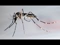 Puerto Rico ruft Notstand wegen Denguefieber aus