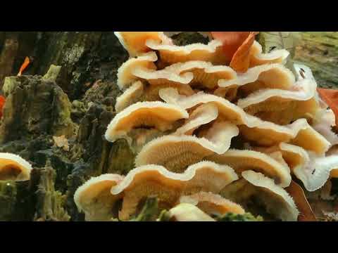 دنیای غەمگینی ئاوات نەسرەدین 