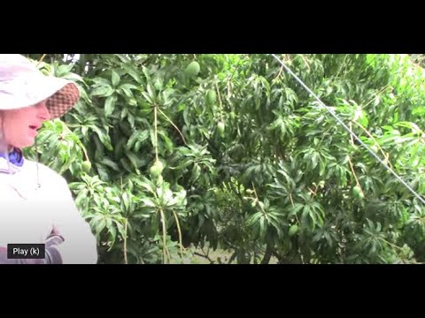 Is High-Density Tree Planting Good or Not?