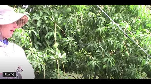 Is High-Density Tree Planting Good or Not?