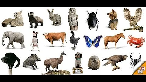 تعليم أسماء و أصوات الحيوانات والطيور للأطفال باللغة العربية Sounds Of Birds And Animals Mp3