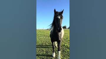 10 points for the flying change though 🌟😂  The the description ⬇️