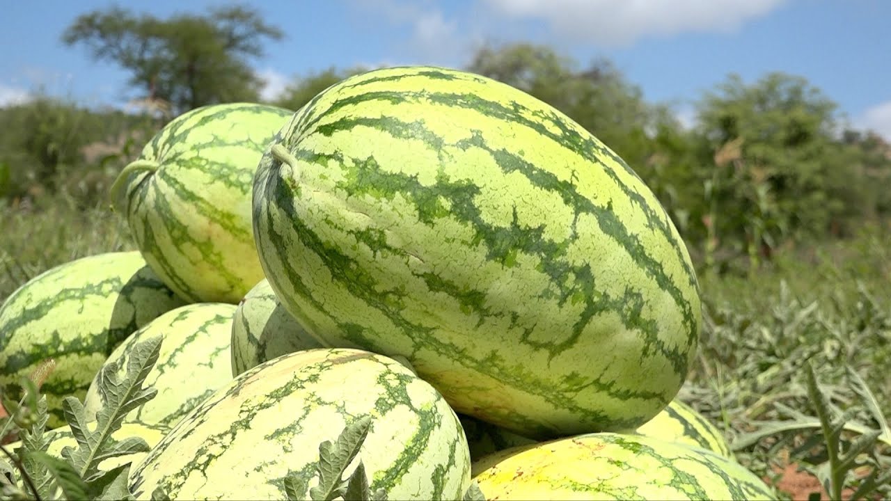 KILIMO CHA TIKITI MAJI NA AMIRAN KENYA:  PART 1