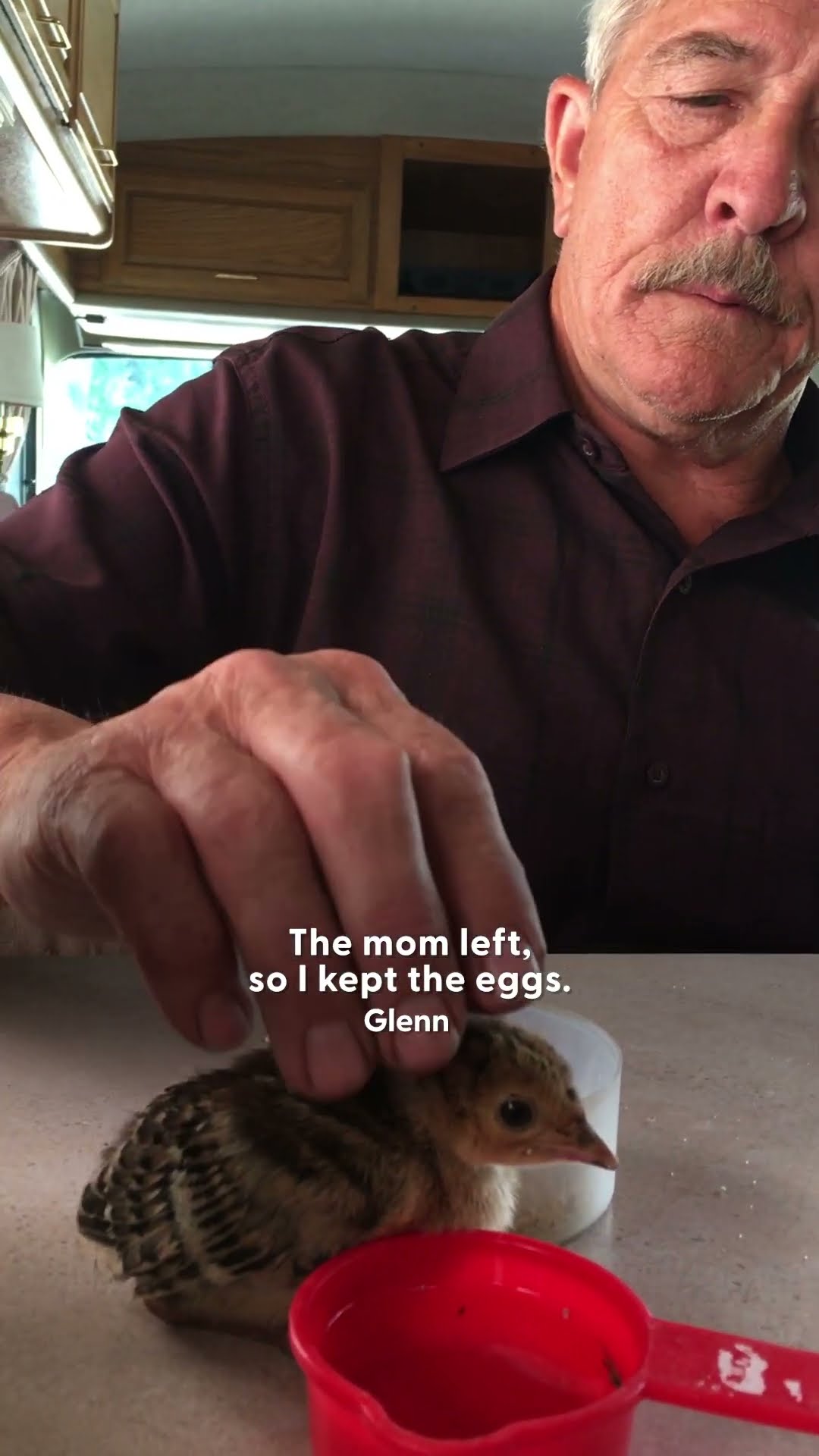 Guy Who Raised Wild Turkeys Won't Leave Him Alone Now | The Dodo