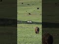 Discover the Bison’s Herding Behavior