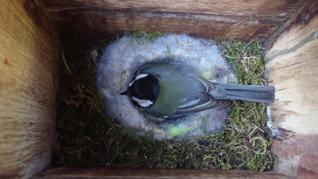 حلقة عن جميع طيوري