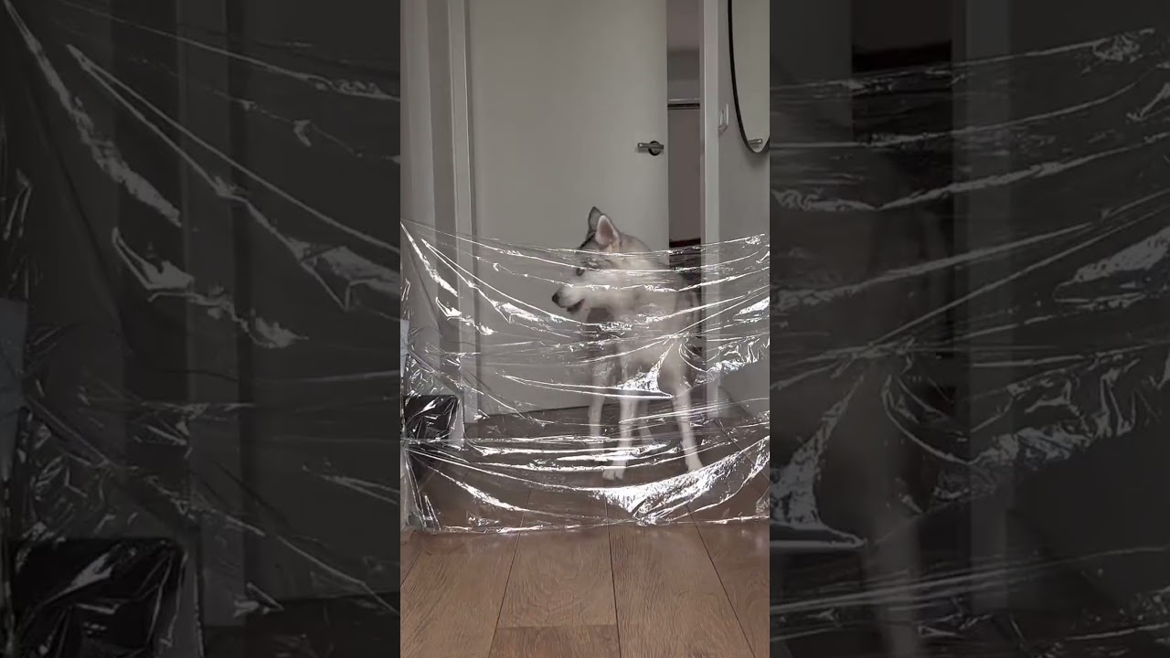 Husky Dog VS Invisible Wall *FAIL*