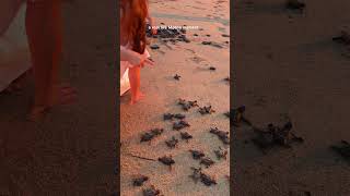 Baby sea turtles hatching and race to the ocean 🥹 #bucketlist #travelexperience