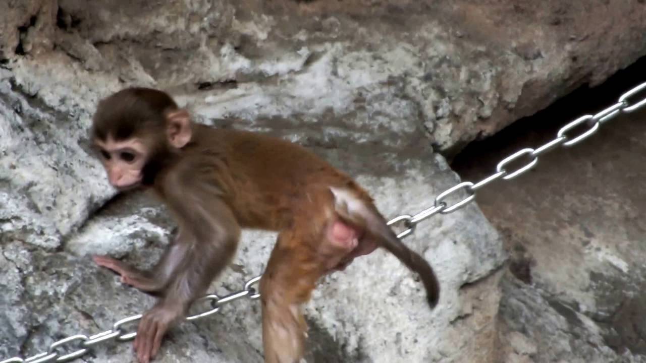 kawaii emoticons #02 Cute rhesus macaque baby.(Two months old)かわいいアカゲザルの赤ちゃん。(生後二ヶ月)