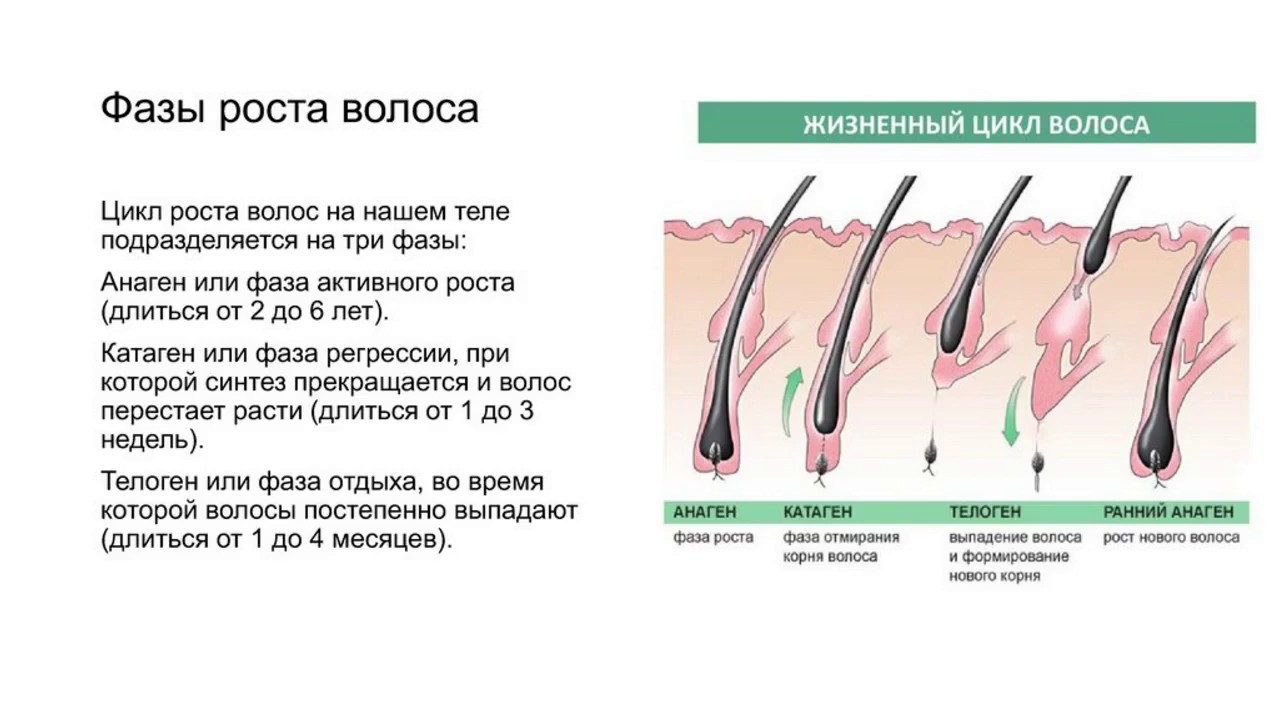 Какая норма роста волос