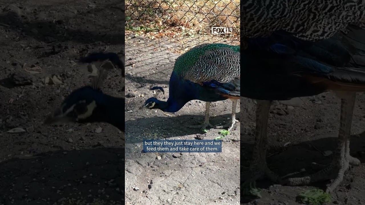 Peacocks, tiny homes and the ‘hobbitville’ lore: Inside Salt Lake’s hidden park