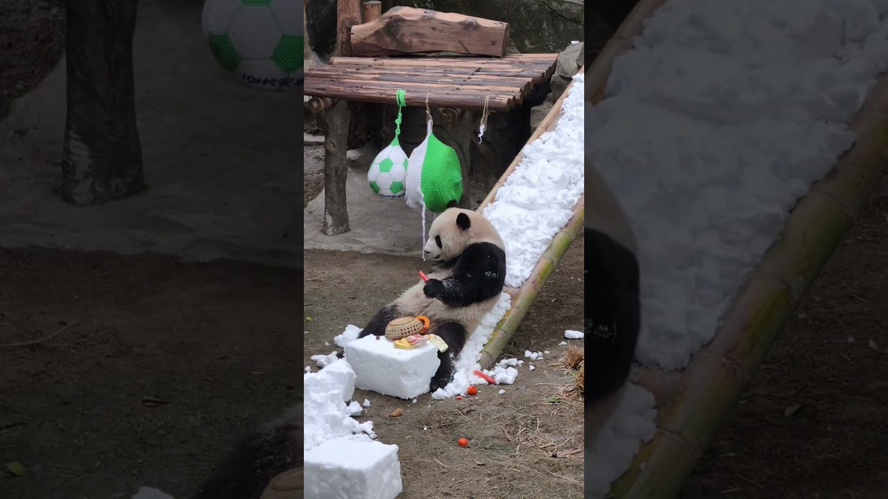 Snow slips down—panda startles, jumps on both feet. Cute contrast overload! 🐼❄️ 