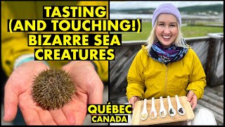 Tasting (and Touching!) Bizarre Sea Creatures 🦑 | Gaspésie, Québec, Canada