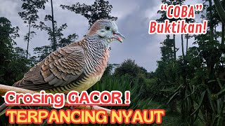 PANCINGAN PERKUTUT LOKAL LIAR DI ALAM, SUARA GACOR PANCING EMOSI KUTUT LAINNTA!