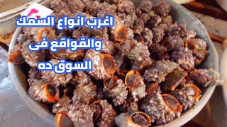 اسعار اغرب انواع السمك والقواقع البحرية فى سوق الميدان بالاسكندرية