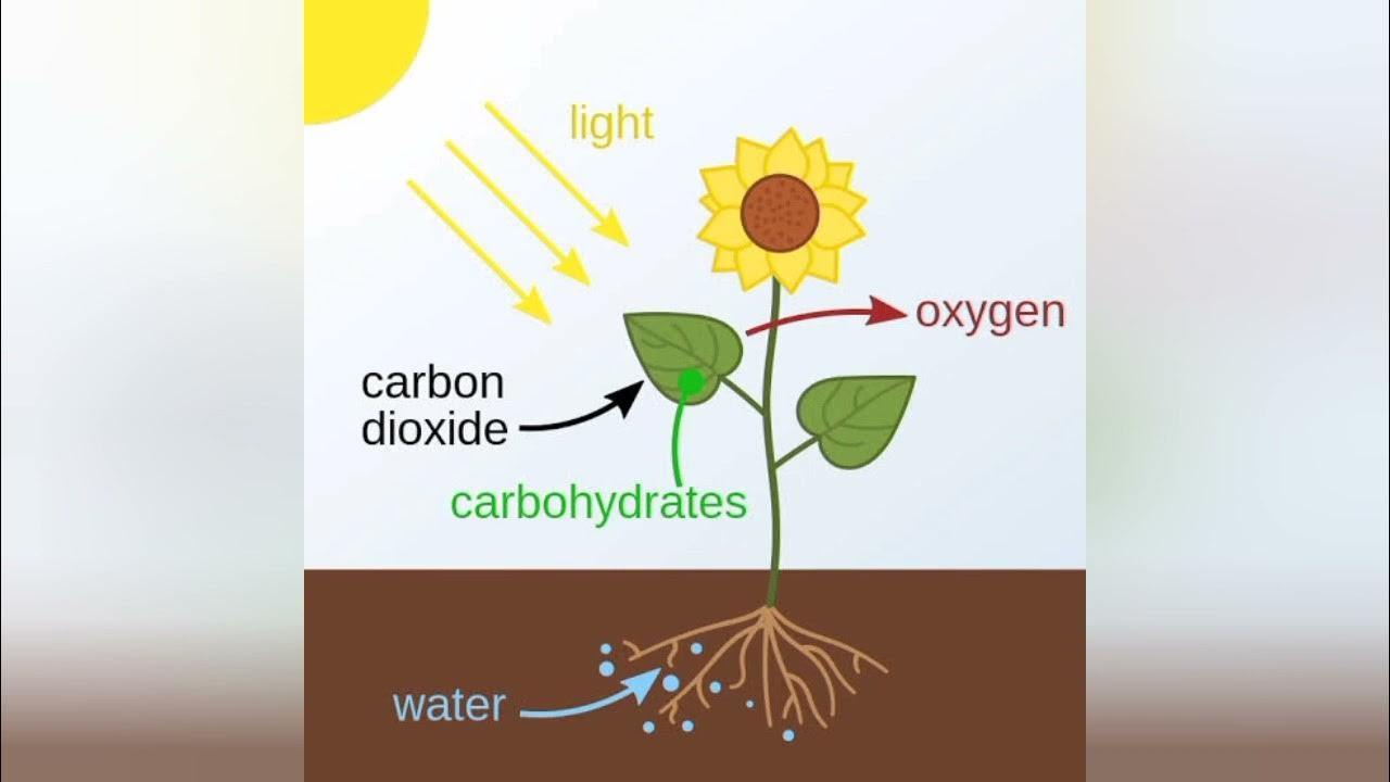 Происходит в корнях растения фотосинтез. Fotosintesis mem.