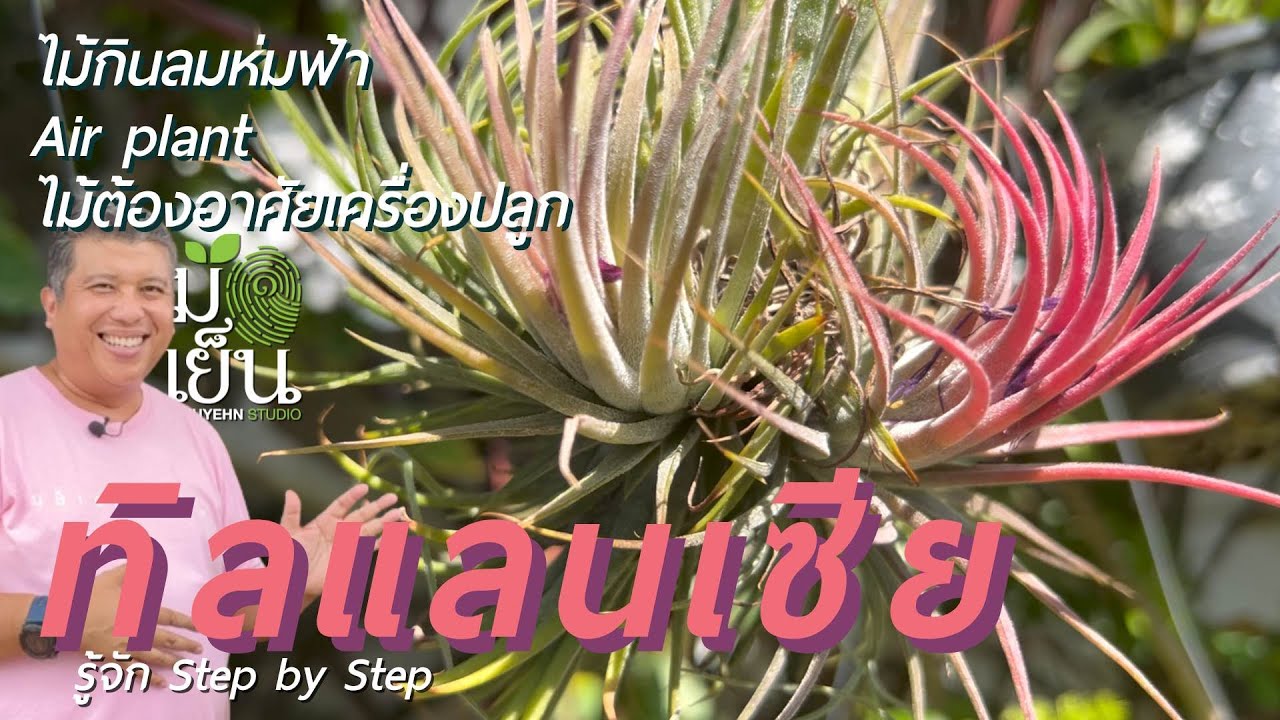 ทิลแลนเซีย ไม้กินลมห่มฟ้า Air plant ไม้ต้องอาศัยเครื่องปลูก Tillandsia ionantha