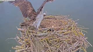 Relief as Rutland Ospreys little bob is rescued and safely back with mum Maya 15 May 2024 (zoom)