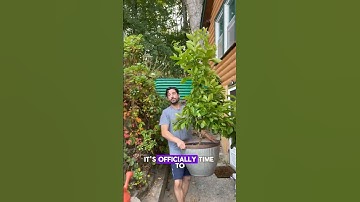 How to Protect Lemon Trees in Cold Weather: Bringing Them Inside! 🍋🌞 #lemon #winter #inside