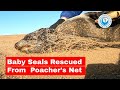 Baby Seal Rescued from Illegal Gill Nets